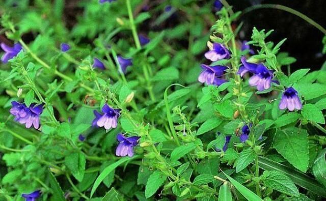 蓝花草|这路边野草“毛麝香”，若你家路旁有，别轻易除掉