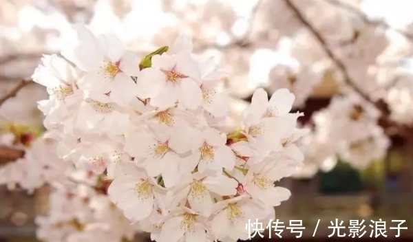 粗茶淡饭|临危不惧的生肖，11月10号起，福星近身，运势飞涨，红票子满天飞