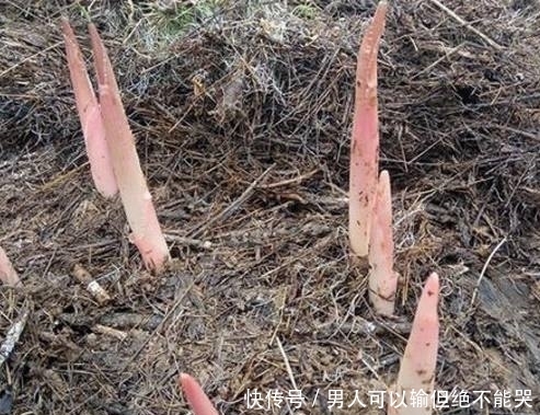 藏在杂草堆的“红色塔尖”,曾是农村人的鲜味独享,很多人没见过