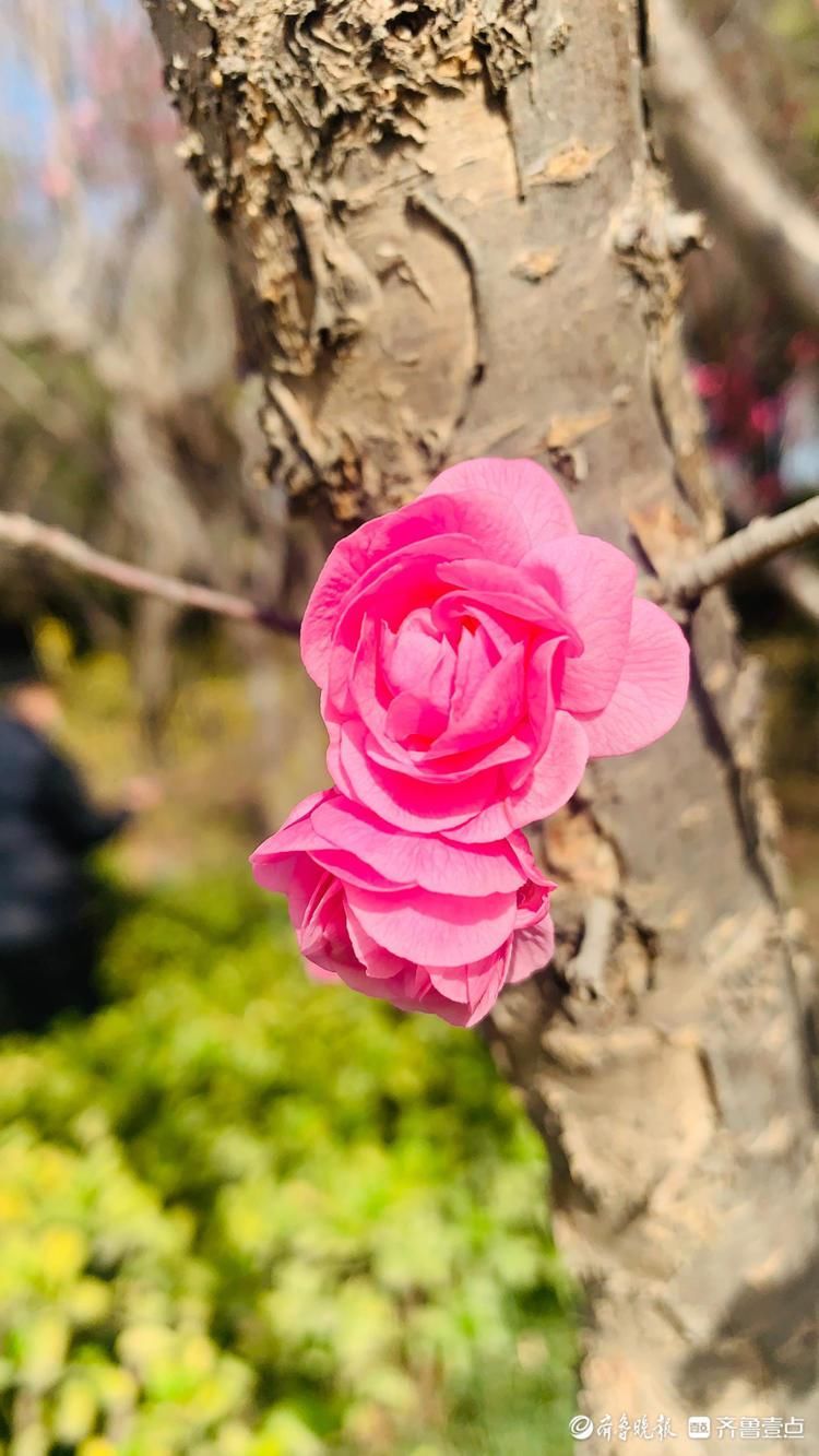 老年|好美的红梅，赏花走起！济南趵突泉梅花盛开娇艳多姿