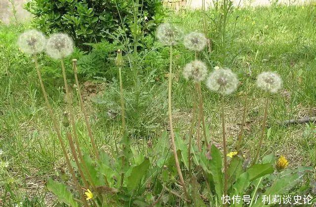 那些年吃过的野菜！农村真正的野味！