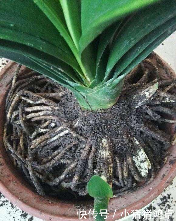 君子兰长得慢,给它吃一点“钙片”,根壮叶绿疯长,开成大花球