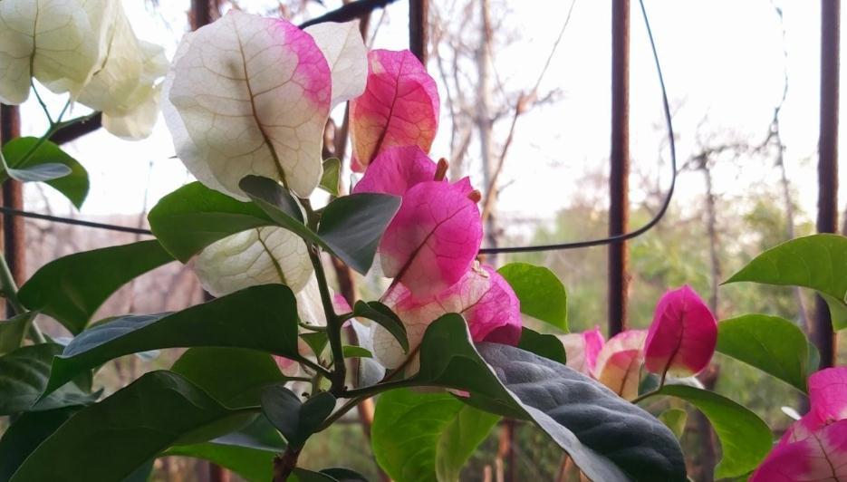 3种花枝条活性高，现在扦插正合适，15天就生根，当年就开花