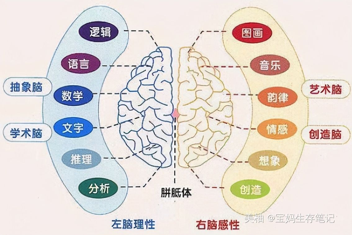 栽培|右脑发达的孩子，通常都有这3种表现，用心栽培可能成为“学霸”