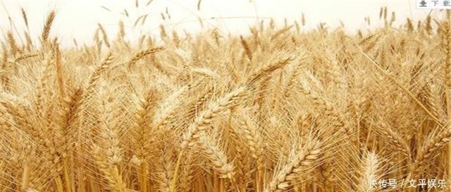 黄圆媛讲食疗宝宝咳嗽时间久的食疗方法,宝妈都给吃对了吗