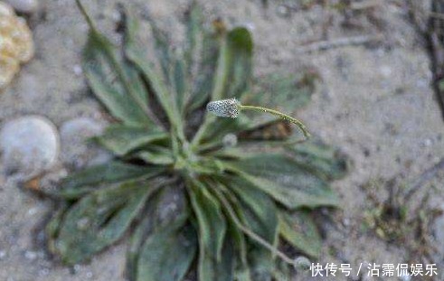 中年|车前草的药用价值太大了，除了保肝护肝，你不知道好处太多了