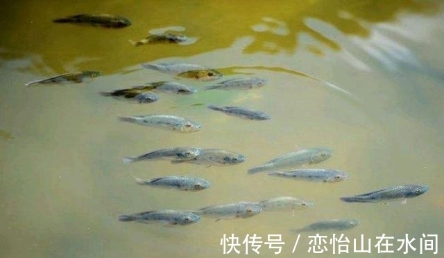 冬季鱼儿上浮不吃饵，应该采取什么措施应对