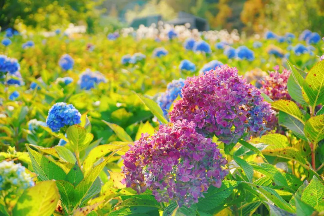 林尽染|号称“海上仙山之祖”的昆嵛山，深秋美得如此动人心魂！