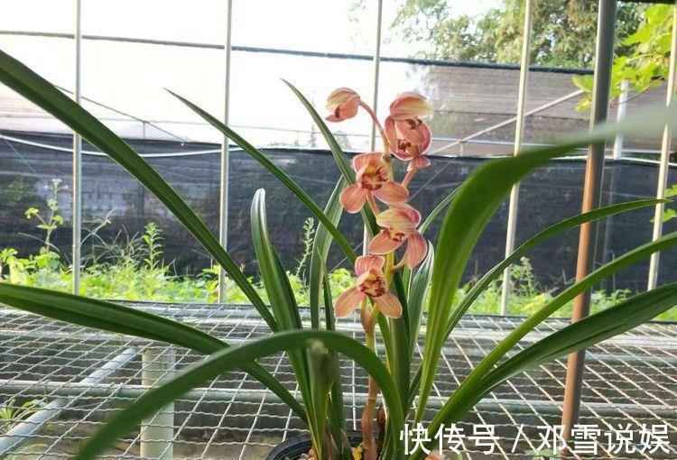 爱兰者|喜欢牡丹,不如养“名菊之首”帅旗,花开似古代战旗,威风凛凛