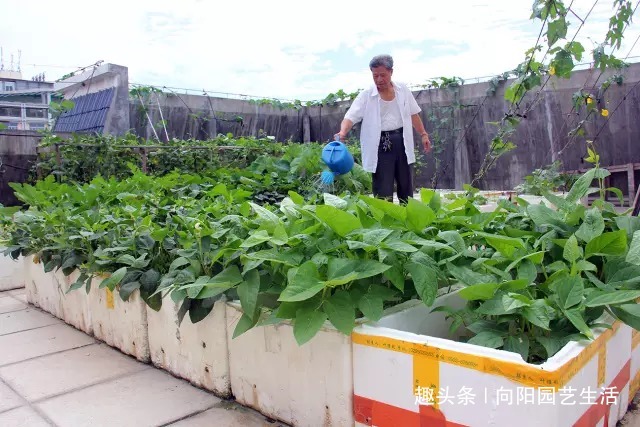 万能“养花盆”,扦插,养花,种菜,只要一个泡沫箱,一切都解决