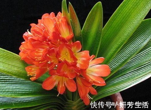 家养君子兰叶子总发黄这3个细节要做好，叶嫩花艳长势旺