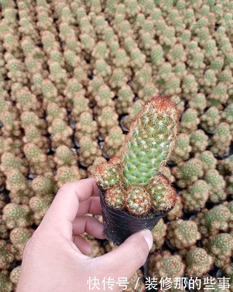 养花记不住浇水，就养懒人花！2种耐旱植物，养起来