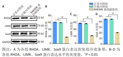 骨关节炎|牛膝有效成分（ABE）干预BMSCs路径治疗骨关节炎获得重大