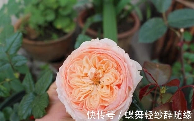 绿萝早该扔了,此花一开300天,浇水就能活!