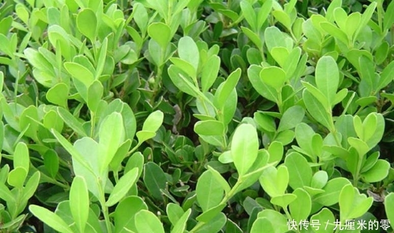 山上这种老“树桩”,遇见请捡回家,养上三、五年,价值翻几翻