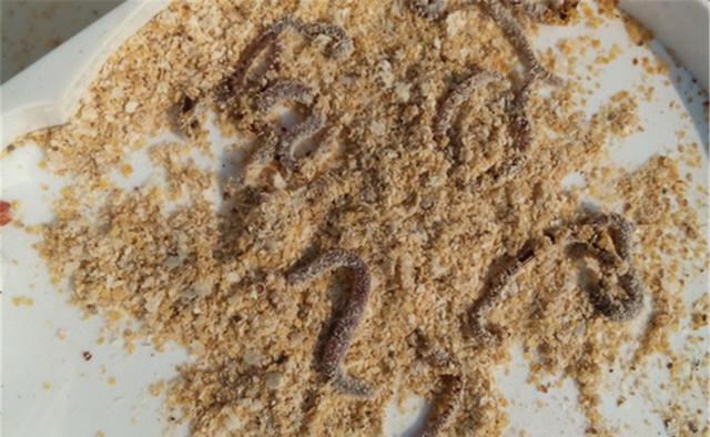 深秋钓鲫鱼,活饵直接使用落了下乘,增加一个步骤,诱钓效果翻倍