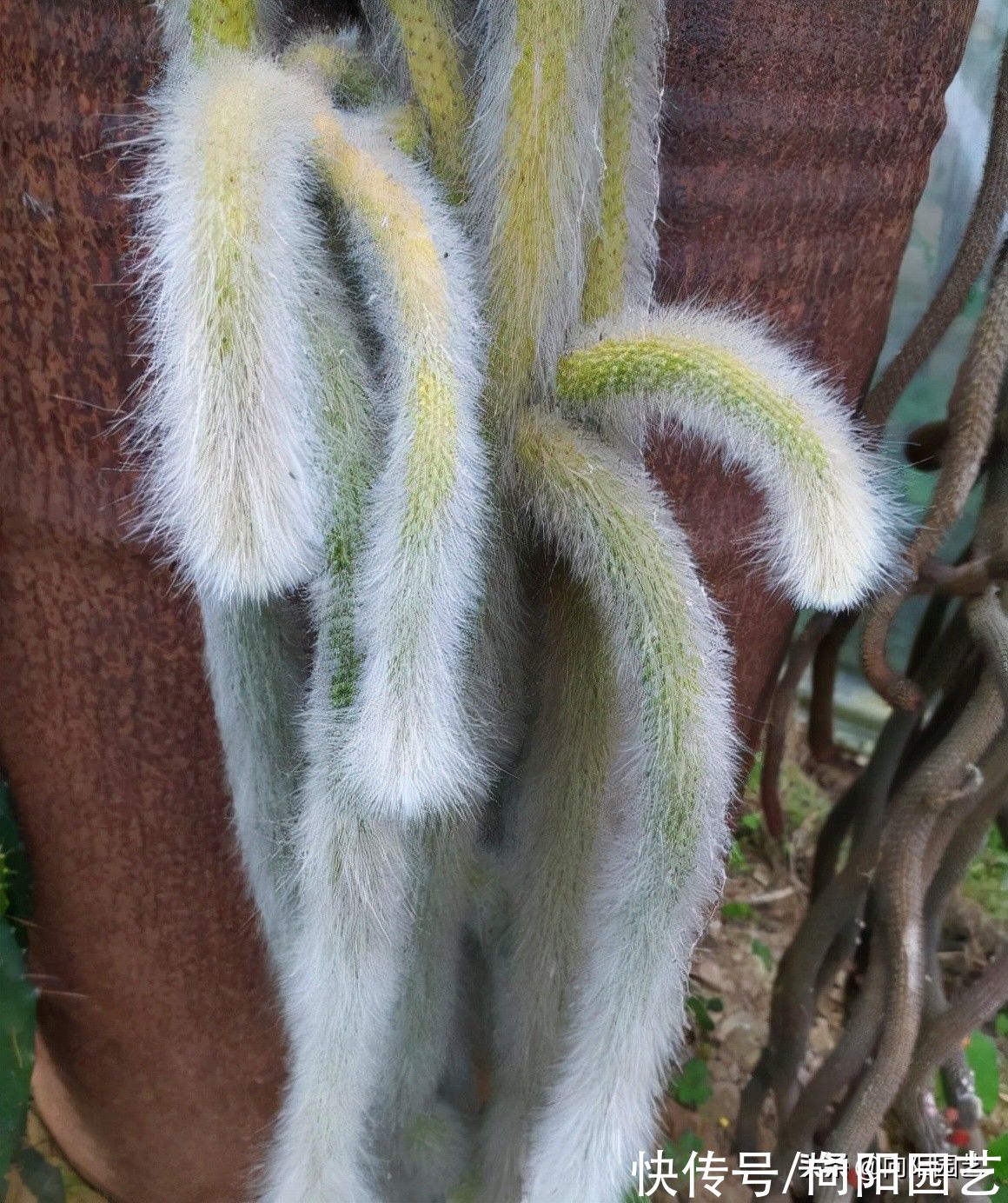 一盆猴尾柱，价值880，很多人不相信，买的人很多，植物也值钱