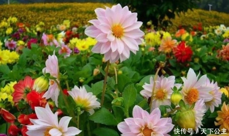 适合冬季养的花,好活易爆盆,一开就是200天,满树都是花朵