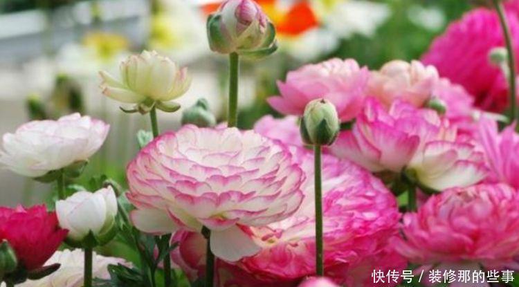 四季海棠|4种花很漂亮,好养易活能爆盆,比绿萝好养,花开不断怒放全年