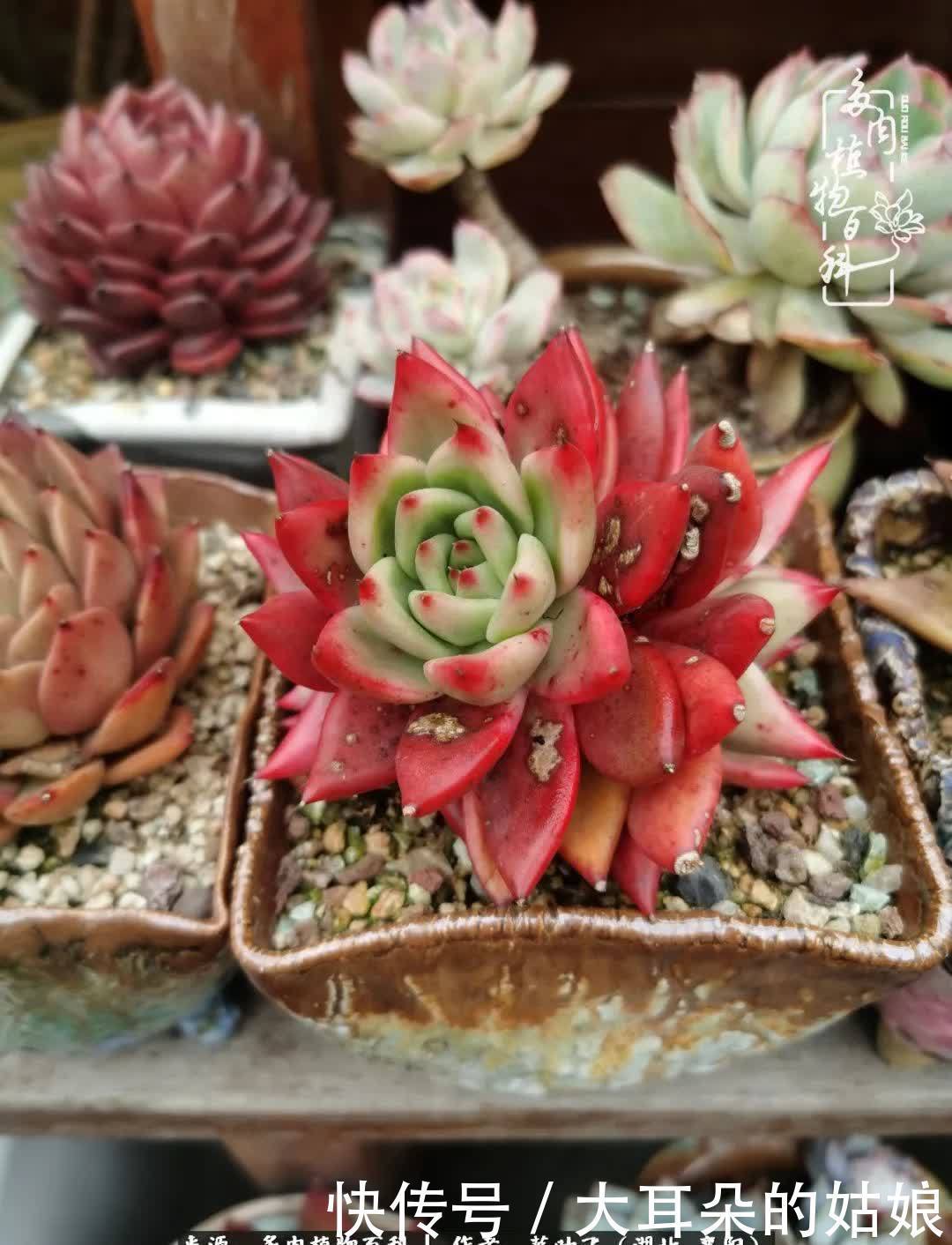 春暖花开，万物复苏，多肉迎来最美时光！