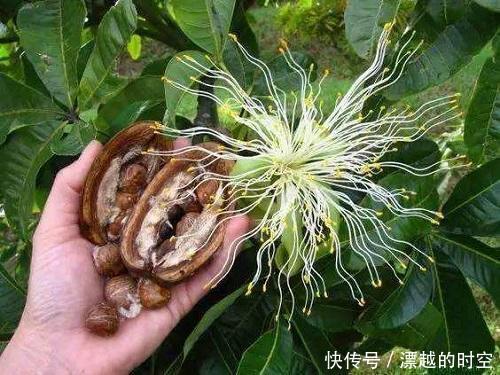 技巧|都误以为这6种绿植不开花，殊不知开花给人惊喜感，养护有技巧