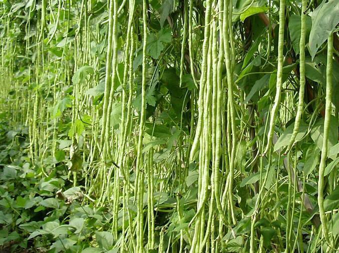 神农本草经|人到中年要会吃,四种食物经常吃,延缓衰老,美容养颜,早吃早好