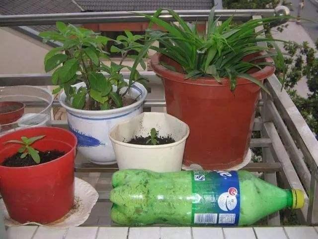 花卉|6个养花的“坏习惯”,难怪总是养不好花,现在纠正也不晚!