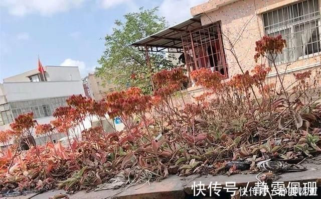 铜钱草|家庭养6种花“要当心”，容易出现“生物入侵”，天天起来要清理