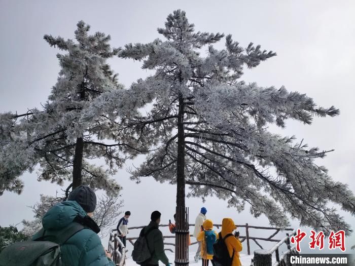 黄山|黄山风景区迎来今冬首场降雪