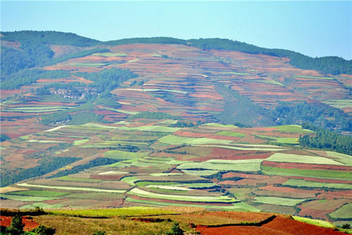 走进东川打马坎村，欣赏七彩坡和锦绣园，美丽的田园风光