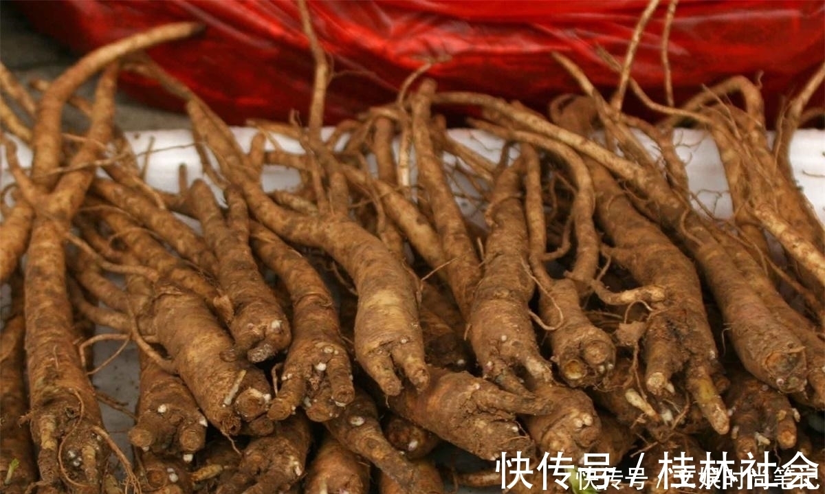 泡菜|农村一种特殊野菜,根似人参营养高,做成泡菜超下饭,见到别错过