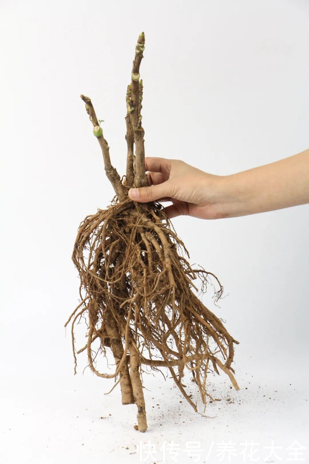 株形|7月必剪花，要抓紧时间，不然剪晚了不开花