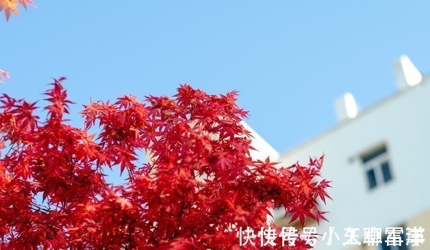 吉祥|庭院无树,无福无禄?有院子就种15种树,随便选一种,吉祥又好看