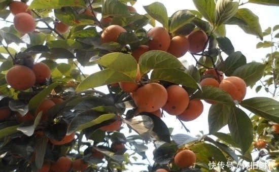 叶子|这种水果的叶子别再丢弃!市面上80元一斤,泡水喝还能降血压