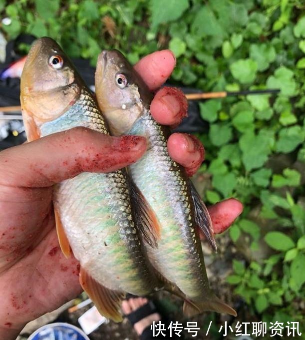 国内淡水鱼颜值最高的4种鱼,数量是越来越少了,你钓到过吗