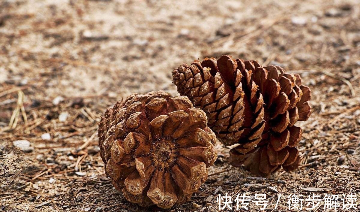 花盆|养君子兰,花盆里埋上10粒它,3个月蹿出4片新叶,开花50朵