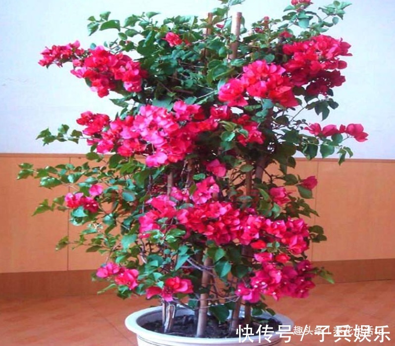 三角梅不开花用5个小方法成功促花,开花“爆盆”满枝头