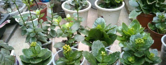 太神奇了,这些花蹭掉的叶子插土里,第二年竟然长爆盆了