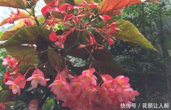 甜蜜马车|新手养花,不如养盆花中精品“甜蜜马车”,花团锦簇,生机盎然