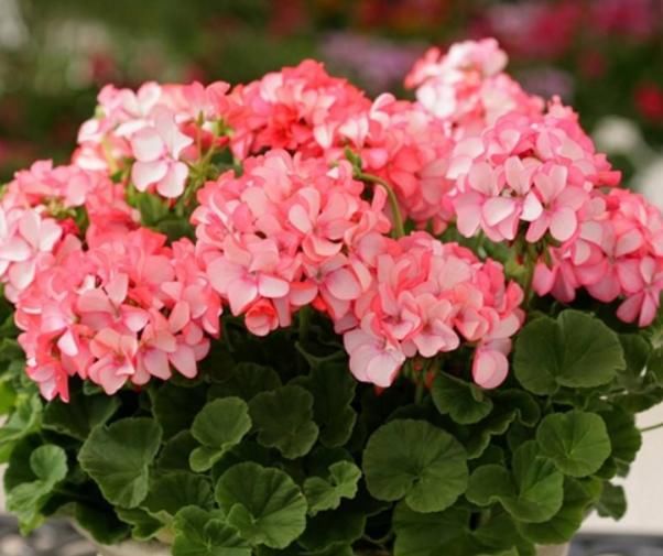 枯萎|天竺葵叶子明显枯萎？知道这些点，轻松养好天竺葵