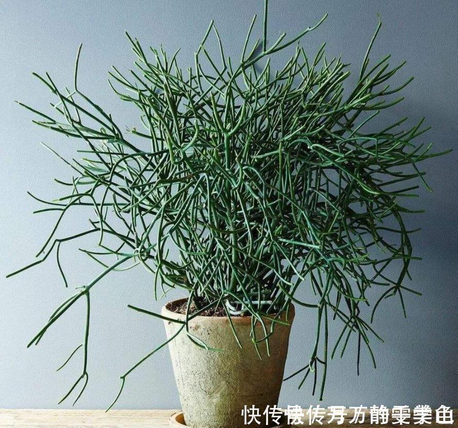 盆栽花都怕“碱性”,养花学会2个技巧,土壤呈酸性,叶绿开花多