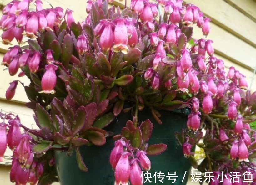 它是肉质“网红花”，寓意吉祥，掌握住技巧，植株轻松爆花