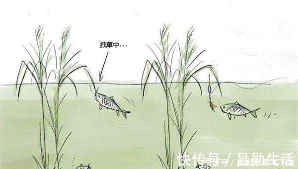 枯水期|夏季适合钓草鱼,钓点选择是前提,钓位这样选择,草鱼连竿上
