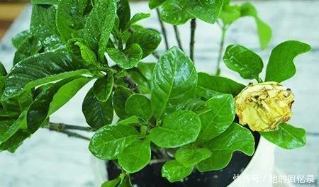 5种本木花卉,随便在家养一盆,瞬间提升档次