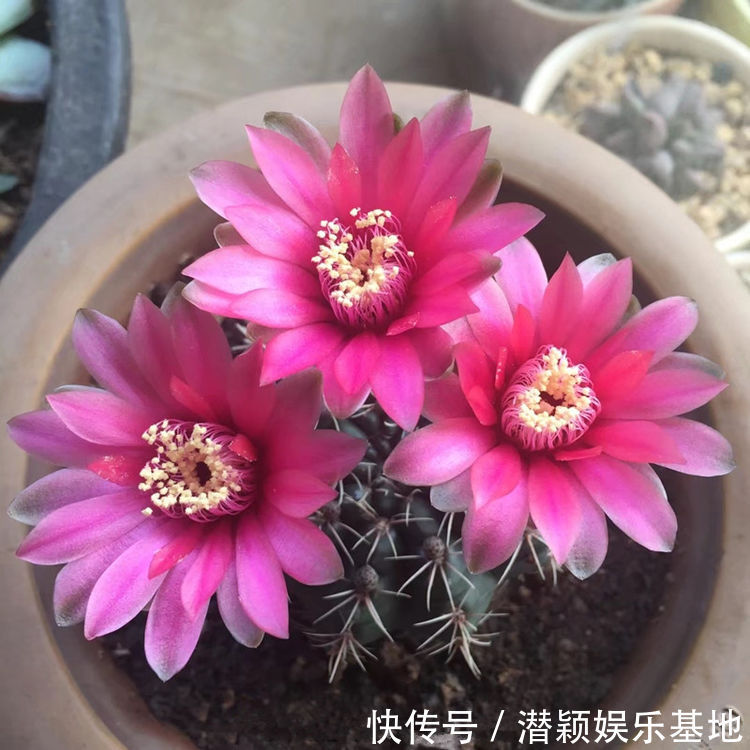 “优良月季”戴尔巴德,花型丰满,丰腴婀娜,可以说是养花首选