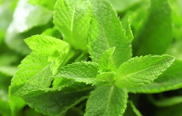 凉拌|65种野菜图片,带你认识不同的野菜和吃法,你想要的野菜这里都有