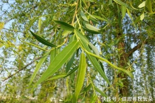 女子|《聊斋志异》长冶女子