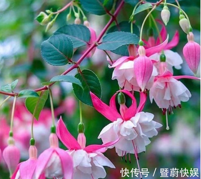 “4种花”谁见了都喜欢，婀娜多姿，人见人爱，美的让人热泪盈眶