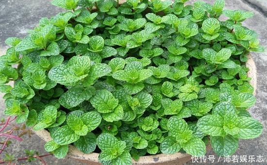 元气满满|听说养花还可以给室内降温,养上这些花,让你清凉一夏天