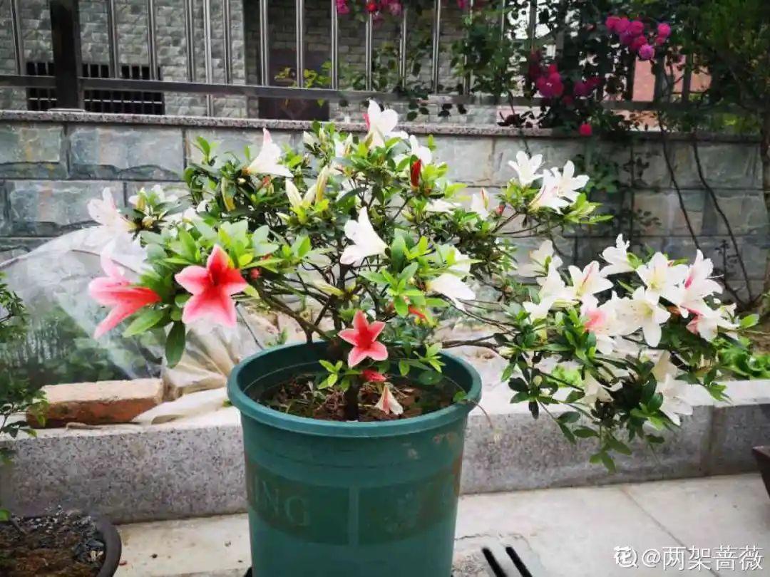 叶子|20种花，天凉了赶紧剪，来年开花有多又艳！